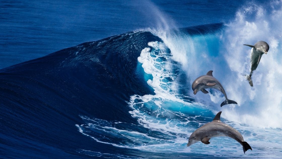 Save a Dolphin Necklace; Making a real-life impact.