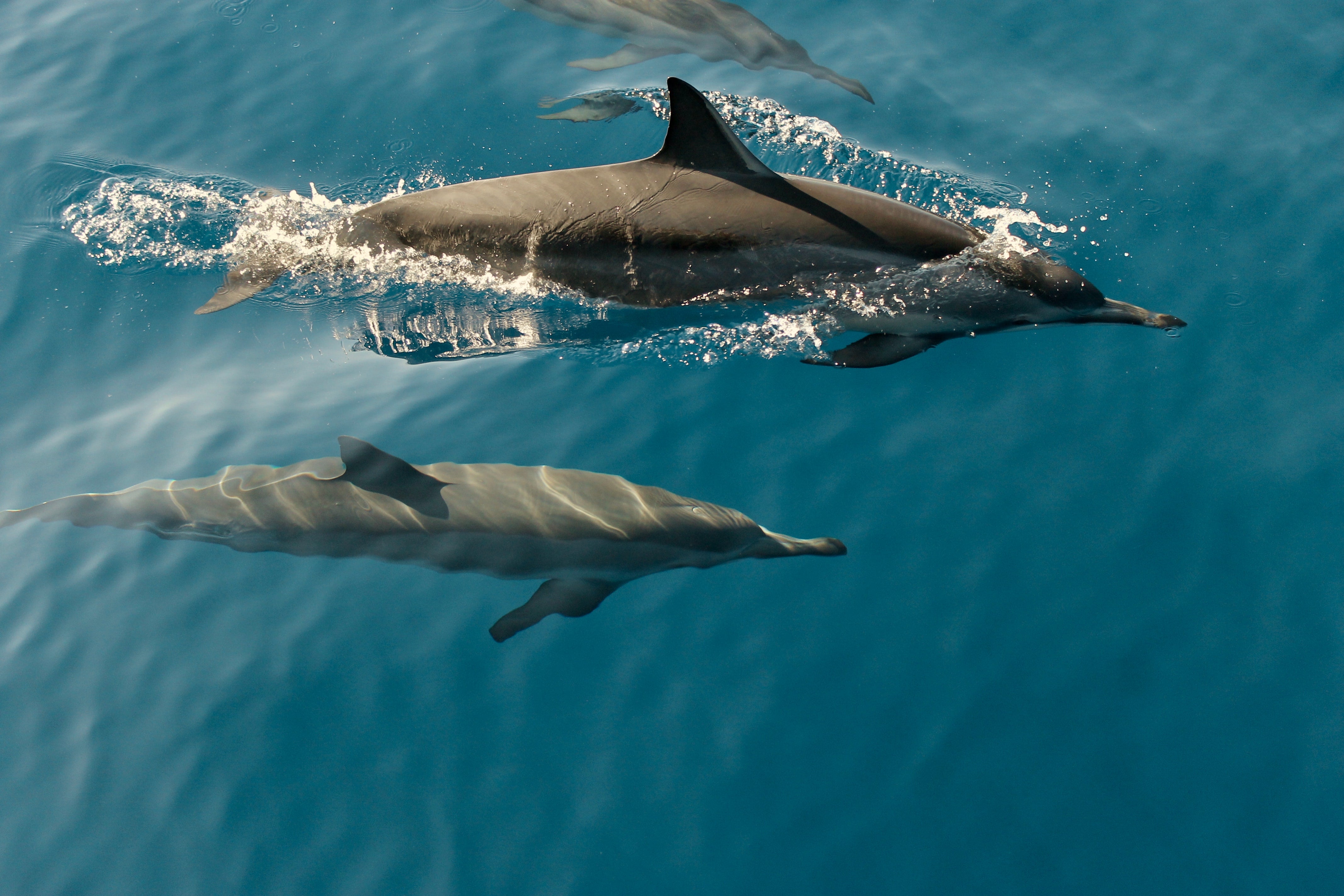 Products that aid the conservation of dolphins